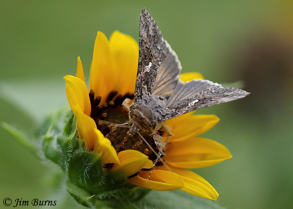 Gray Looper Moth on sunflower, Arizona--3488